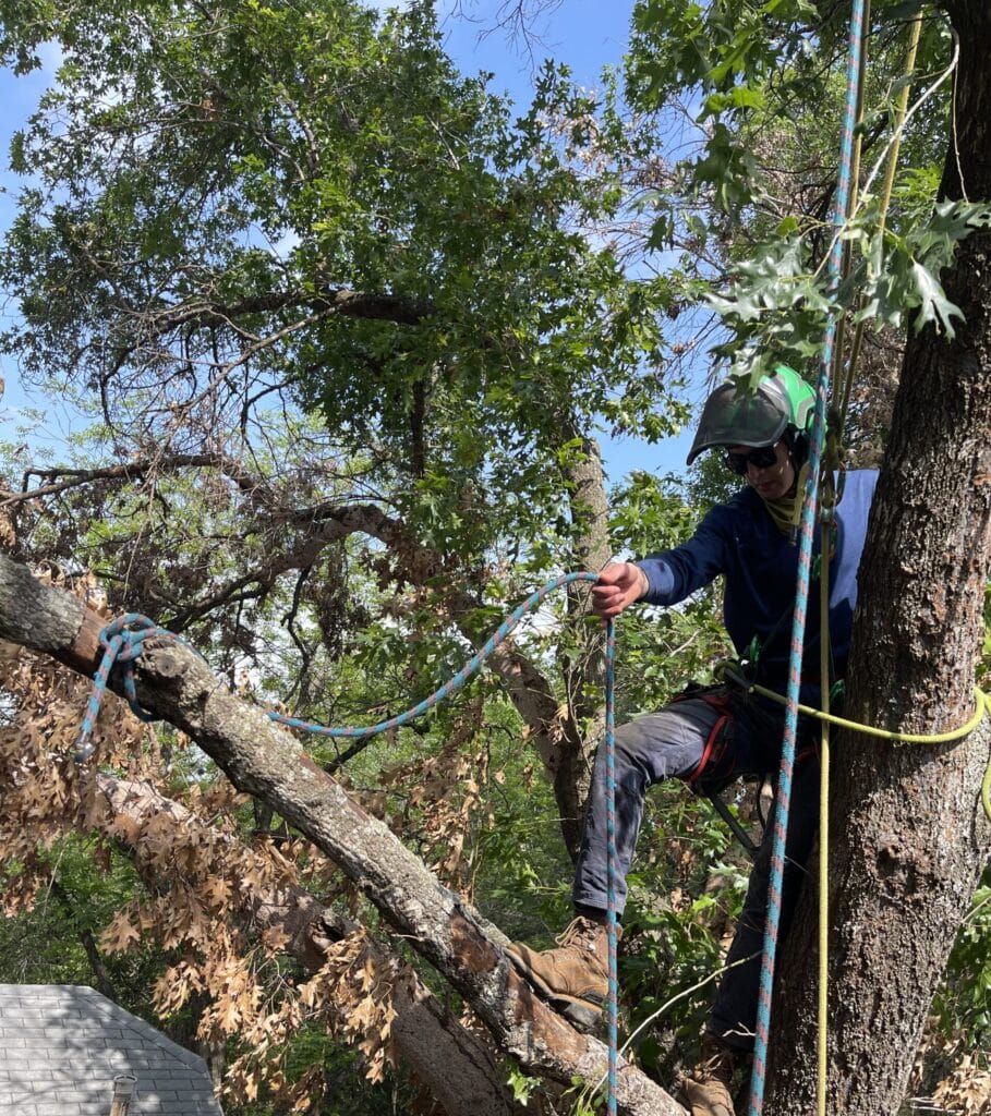 david sertich trimming a tree