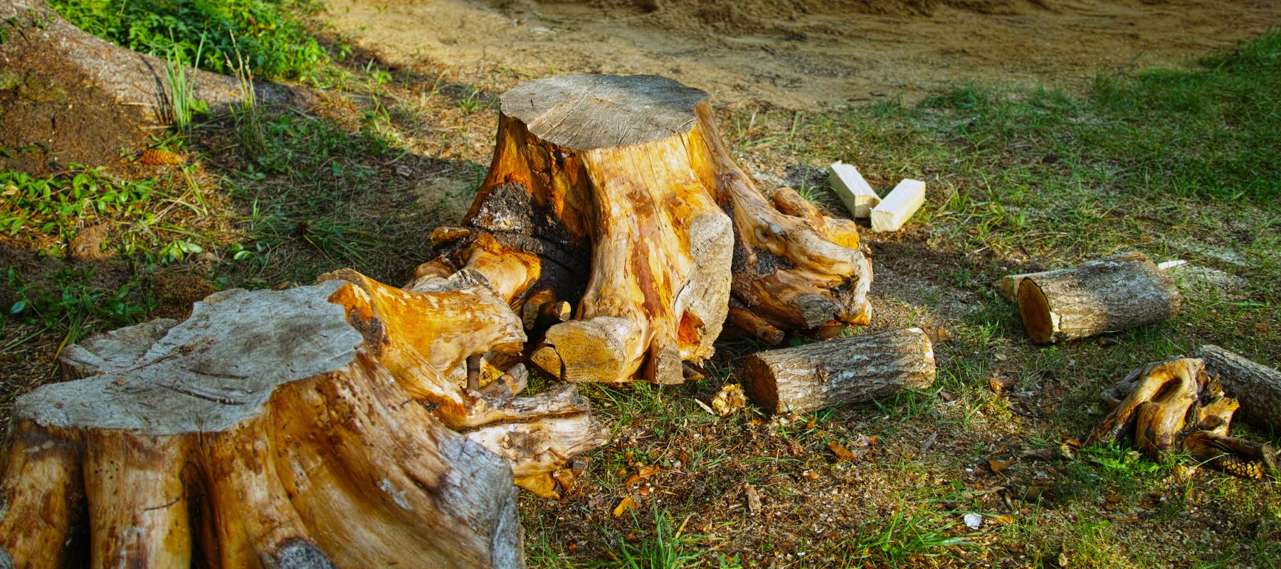 stump that needs to be grinded down