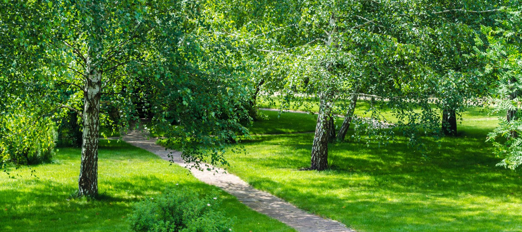 trees that have been serviced by sertich