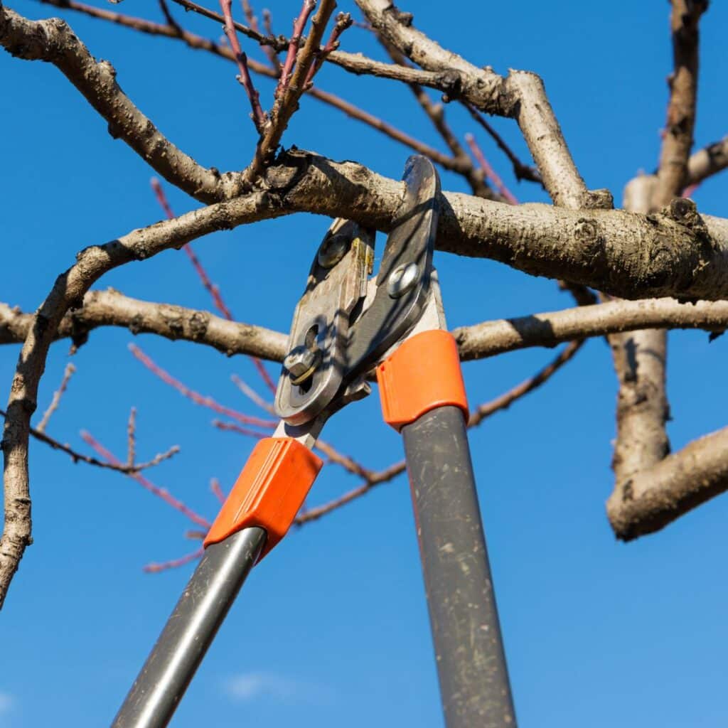 loppers trimming a branch