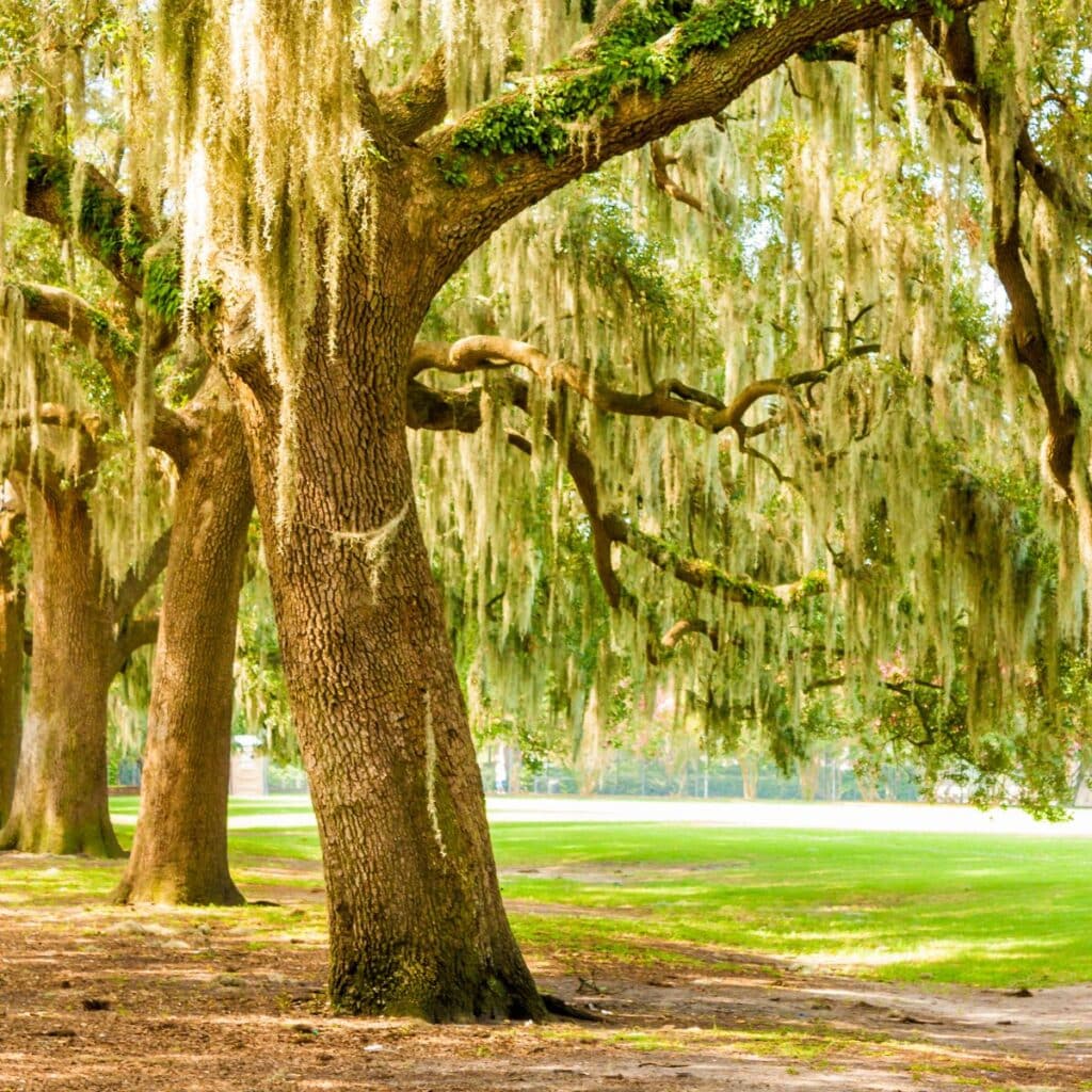 moss hanging off of a tree