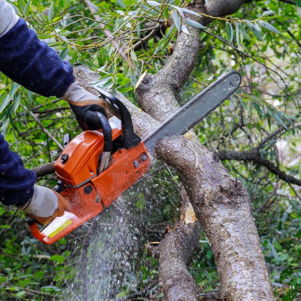 chainsaw being used to cut a tree branch