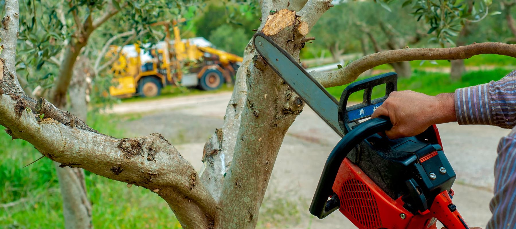 chain saw being used to cut down a big branch
