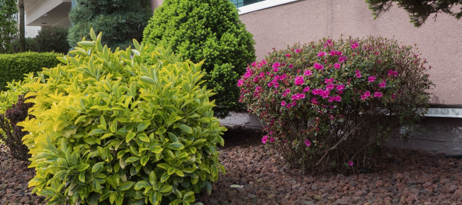 bushes after being planted by sertich