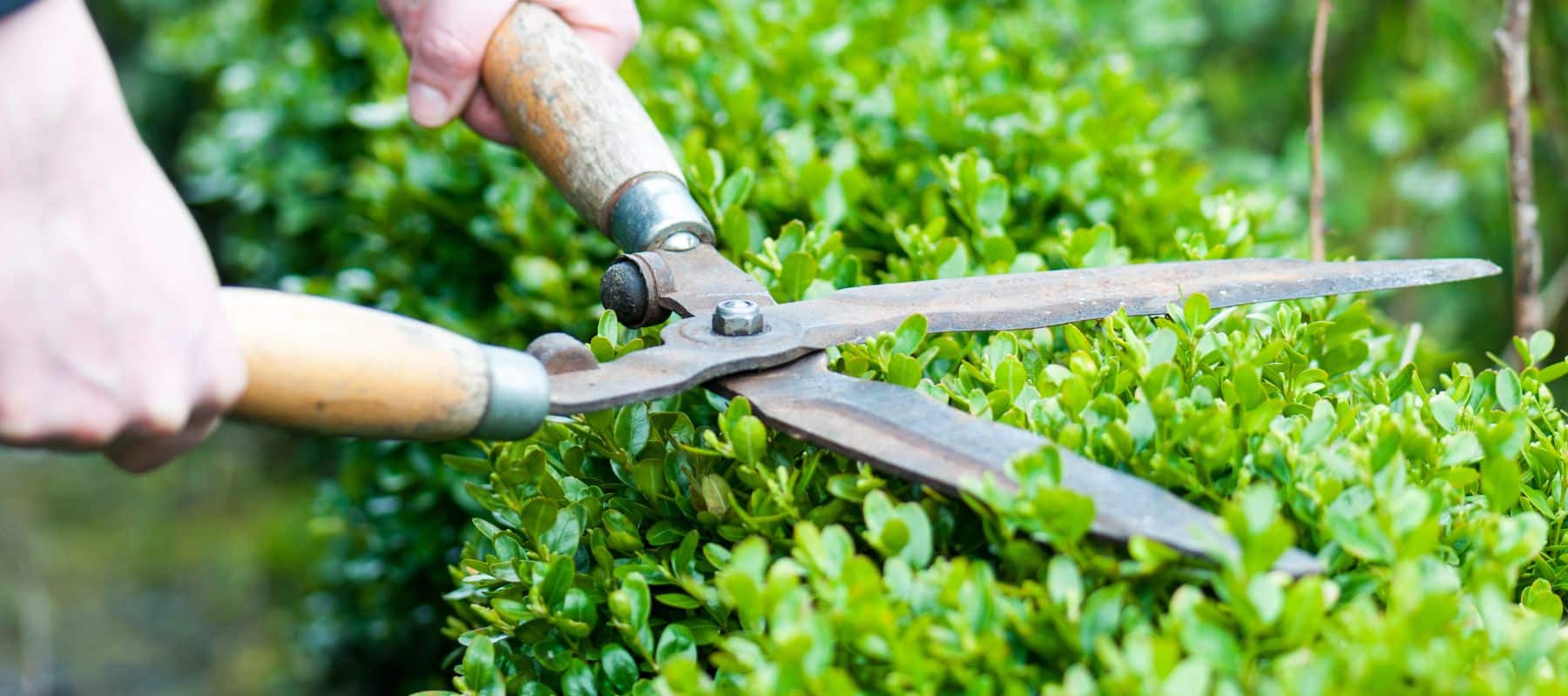using hedge trimmers to carefully trim a hedge