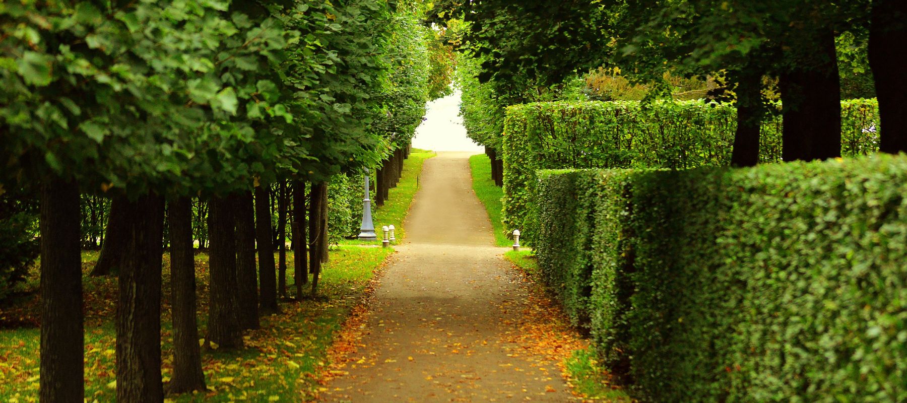 hedges along a pathway that have been carefully shaped