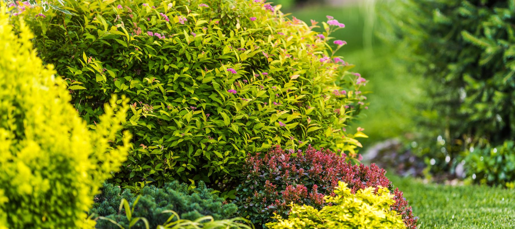 shrubs being planted in a flower bed