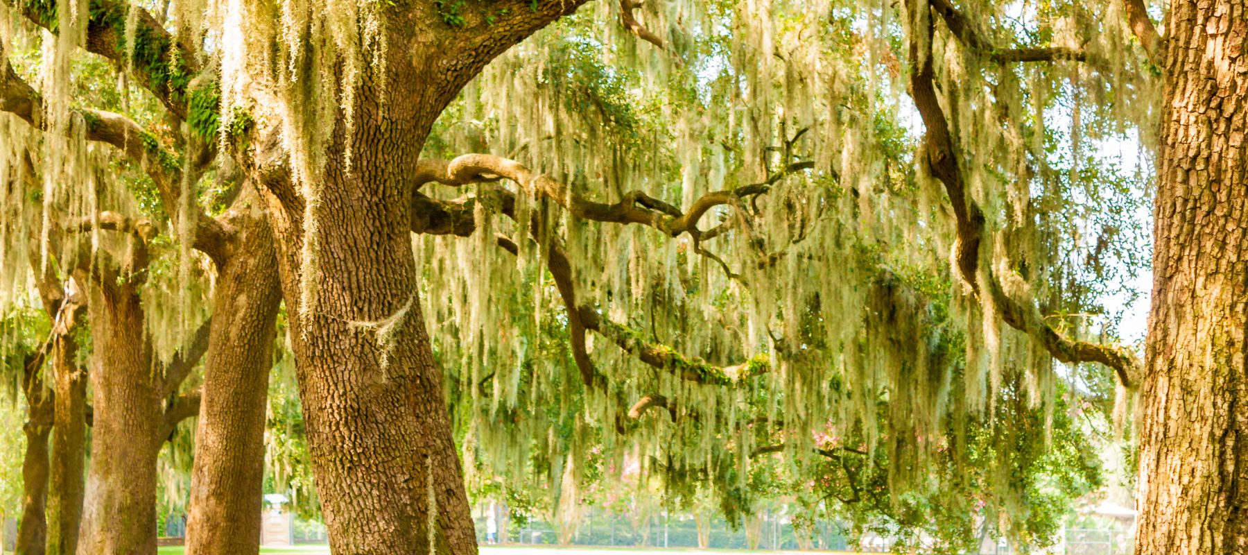 tree moss that has gotten out of control