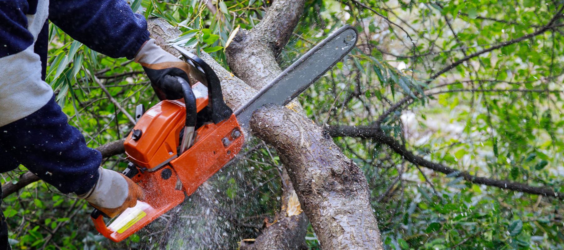 using a chainsaw to cut a large tree branch