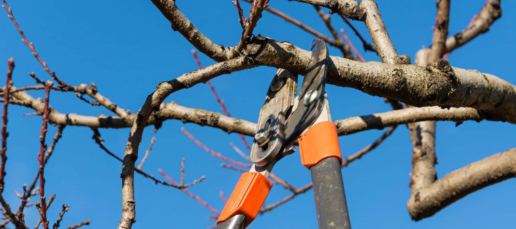 using loppers to trim a branch