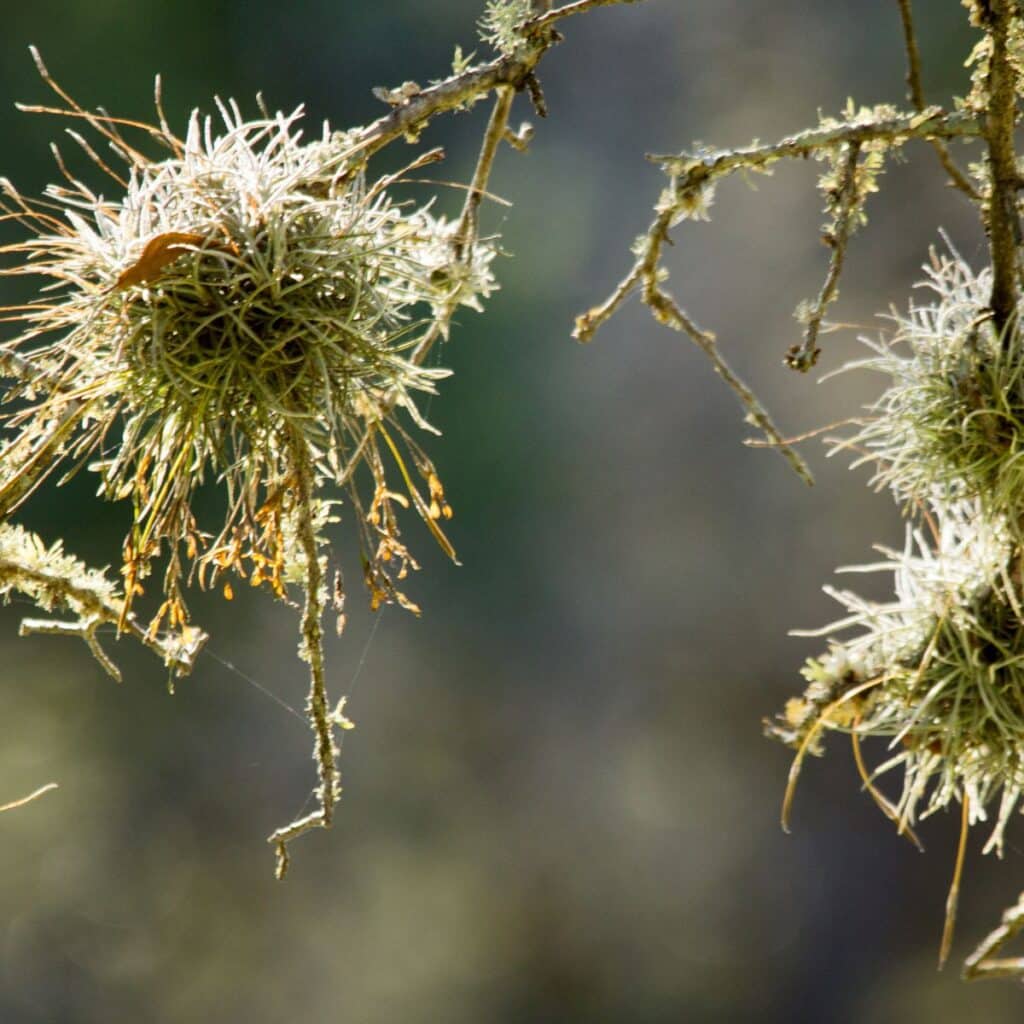 small ball moss on oak tree branch